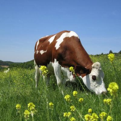 Vache du Briola - Domaine Las Capelas - Gîtes en Aude Cathare