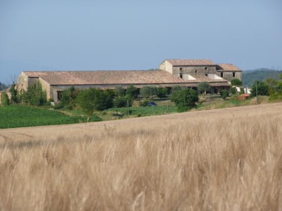 Champs de blé - Domaine Las Capelas - Gîtes en Aude Cathare