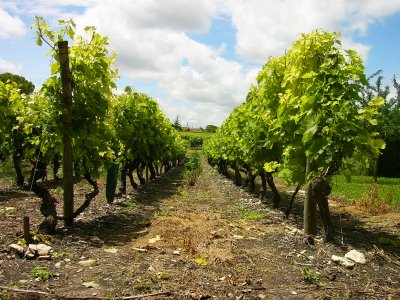 Vigne Malepère - Domaine Las Capelas - Gîtes en Aude Cathare